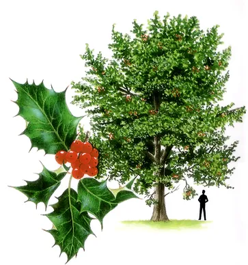 Holly Tree