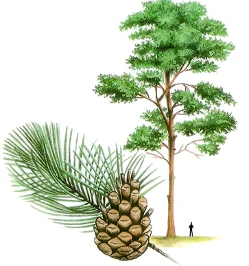 Scots Pine Tree